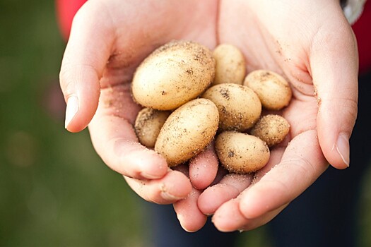 В Красноярском крае научились получать картофель из пробирки