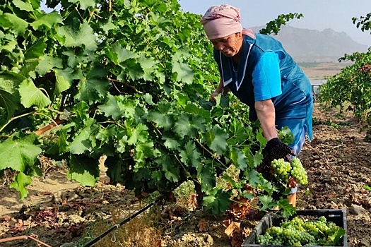 Зачем в стране пересчитывают каждую виноградную лозу