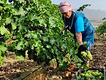 Зачем в стране пересчитывают каждую виноградную лозу