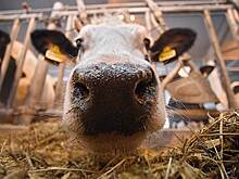 Укрепление рубля снизило экспорт молока на 10%