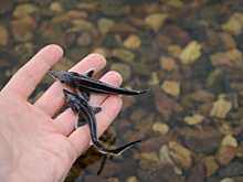 В Оку выпускают мальков стерляди