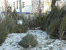 В Челябинске мигранты незаконно торговали ёлками