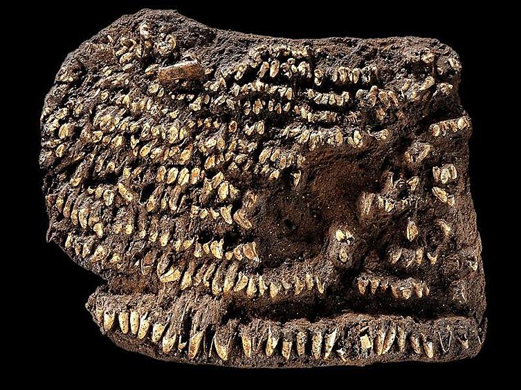 4500 лет. Кошелек, украшенный собачьими зубами, был найден в Германии.