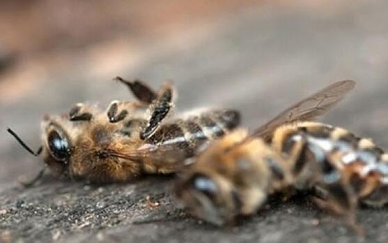 Курские власти выделили 15 млн рублей пасечникам в качестве компенсации от гибели пчел