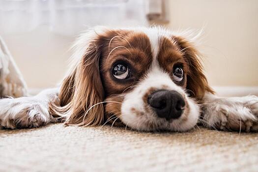 «Это фантастика»: собаки могут определять по запаху больных коронавирусом