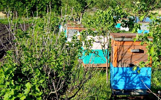На пасеке в Пронском районе погибли все пчёлы