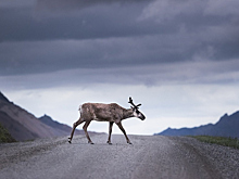На Крайнем Севере появятся новые платные дороги