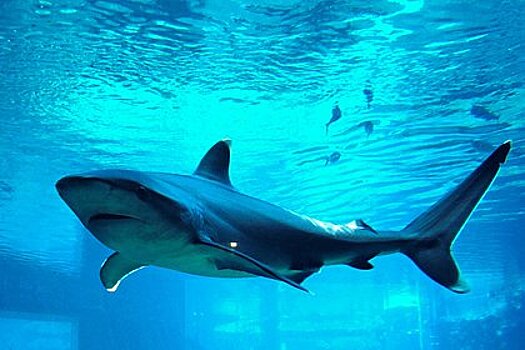 Усатая акула в женской юбке вызвала опасения у экспертов