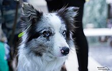 В Тюмени бродячих собак теперь будут отлавливать только с помощью видео