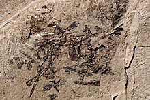 Палеонтологи обнаружили окаменелую рвоту древней рыбы