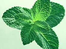 Нутрициолог объяснила, кому нельзя употреблять мяту