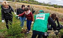 В Татарстане в октябре высадят 1 млн саженцев деревьев