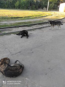 Свора собак держит в страхе жителей 6-й Дачной