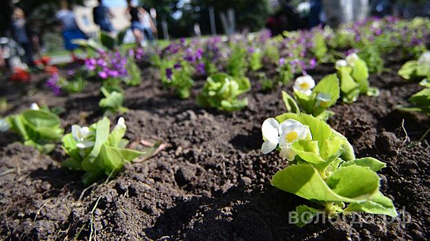 В Вологде заканчивается высадка более 200 тысяч цветов