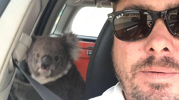 Зашла охладиться: австралиец обнаружил у себя коалу в машине