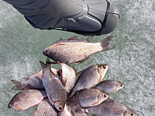 Тюменцы поймали десятки рыб в одном месте