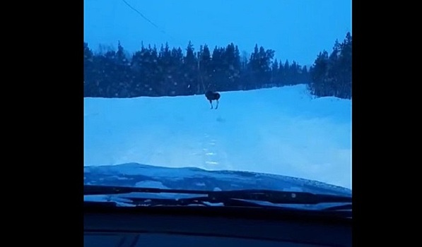 В Заполярье водитель полтора часа пытался обогнать лося
