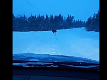 В Заполярье водитель полтора часа пытался обогнать лося