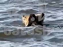 Плавающего в водохранилище медведя засняли на видео