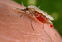 В Липецкую области завезли малярию из Пакистана