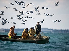 В водах Азовского моря ихтиологи обнаружили 12 новых видов рыб