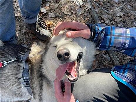 8 мая в Самарской области пройдет пятый Хаски Трип
