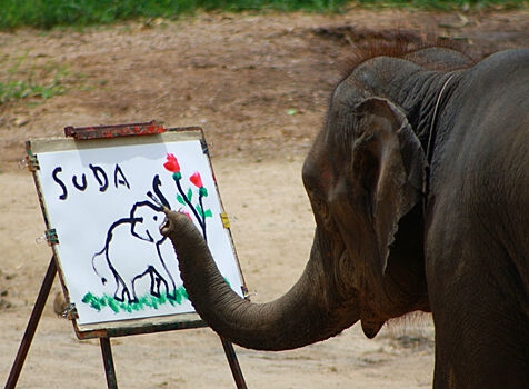 Слон нарисовал картину стоимостью $1 миллион