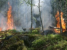 В Московской области локализовали природный пожар