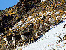 ОНФ в Алтайском крае взял на контроль учет численности диких животных