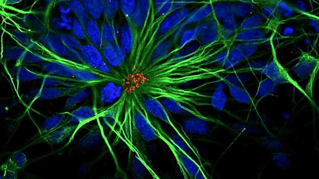 Ученые вернули молодость стволовым клеткам нервной ткани