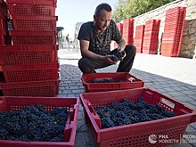 Госдума одобрила поправки о развитии виноделия