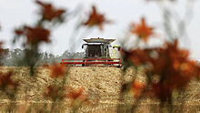 Летняя жара в России снизила прогнозы экспертов по урожаю зерна