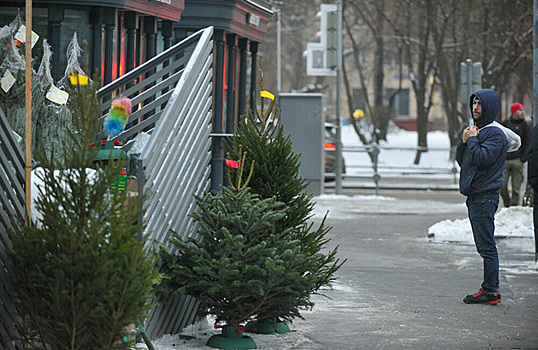 В Москве открылись елочные базары. Во сколько обойдется елка в этом году?
