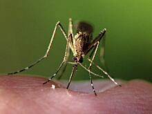 Какие инфекции переносят комары: комментарий эксперта