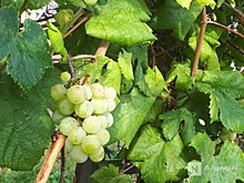 Урожай южных растений получили в нижегородской глубинке