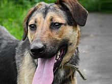 Новый дом ищет собака Ясфира из приюта «Искра»