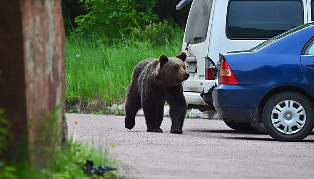 Минприроды РК о выходе медведей к людям: «Ситуация будет усугубляться»