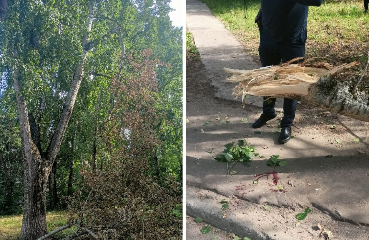 Ребенок погиб из-за падения ветки в Кировской области