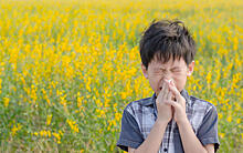Когда цветы не радуют: поллиноз, или аллергия на пыльцу