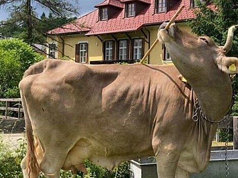 Daily Mail: корова Вероника из Австрии стала самой умной за умение чесать спину