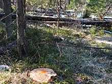Масштабная незаконная рубка лесных насаждений выявлена в Балахнинском округе