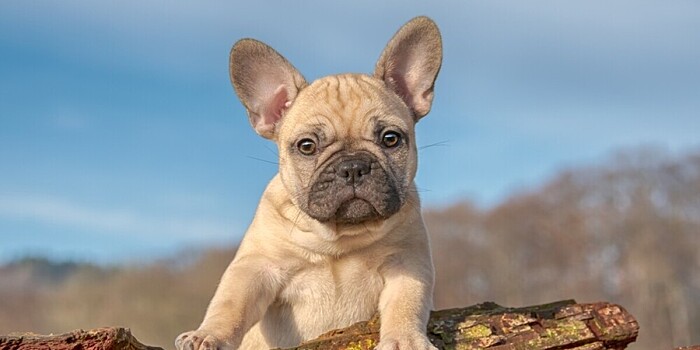 Курьер украл у клиентки французского бульдога в США