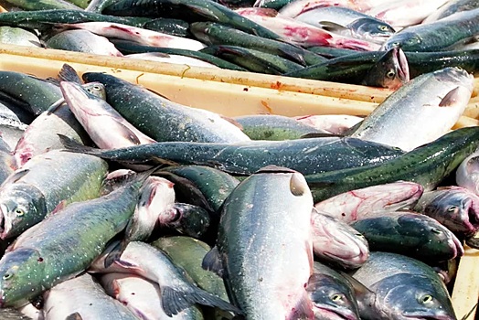 Роспотребнадзор изъял из оборота 6 партий рыбной продукции в Новосибирской области