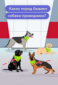 Надежные спутники: как собаки-проводники помогают незрячим пассажирам в метро
