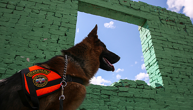 В МЧС рассказали, почему собак-спасателей легко похитить