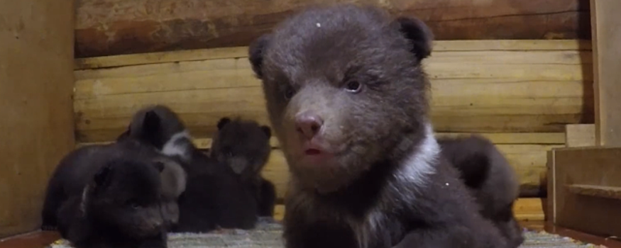 Десять медвежат спасли в Тверской области