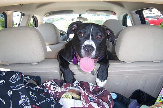 «Штраф за собаку»: как правильно перевозить животных в автомобиле?