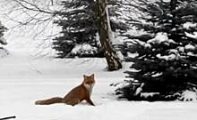 «Лисе грозит опасность»: в Пионерском ищут приют для хищницы, ставшей знаменитой после видео со снеговиком