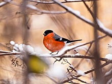Агрессивные самки снегирей отобрали кормушки у синиц и воробьев в Новосибирске
