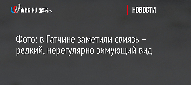 Фото: в Гатчине заметили свиязь – редкий, нерегулярно зимующий вид